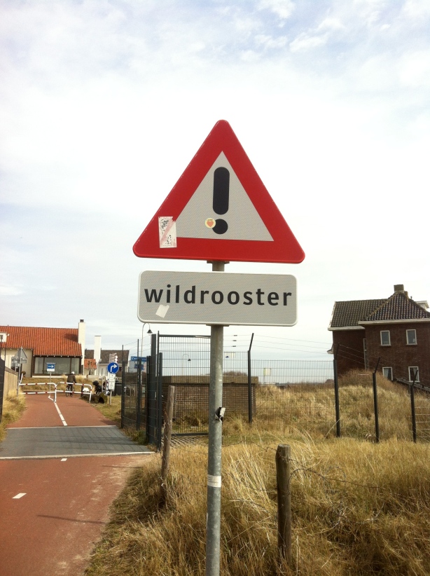 Watch out for wild roosters